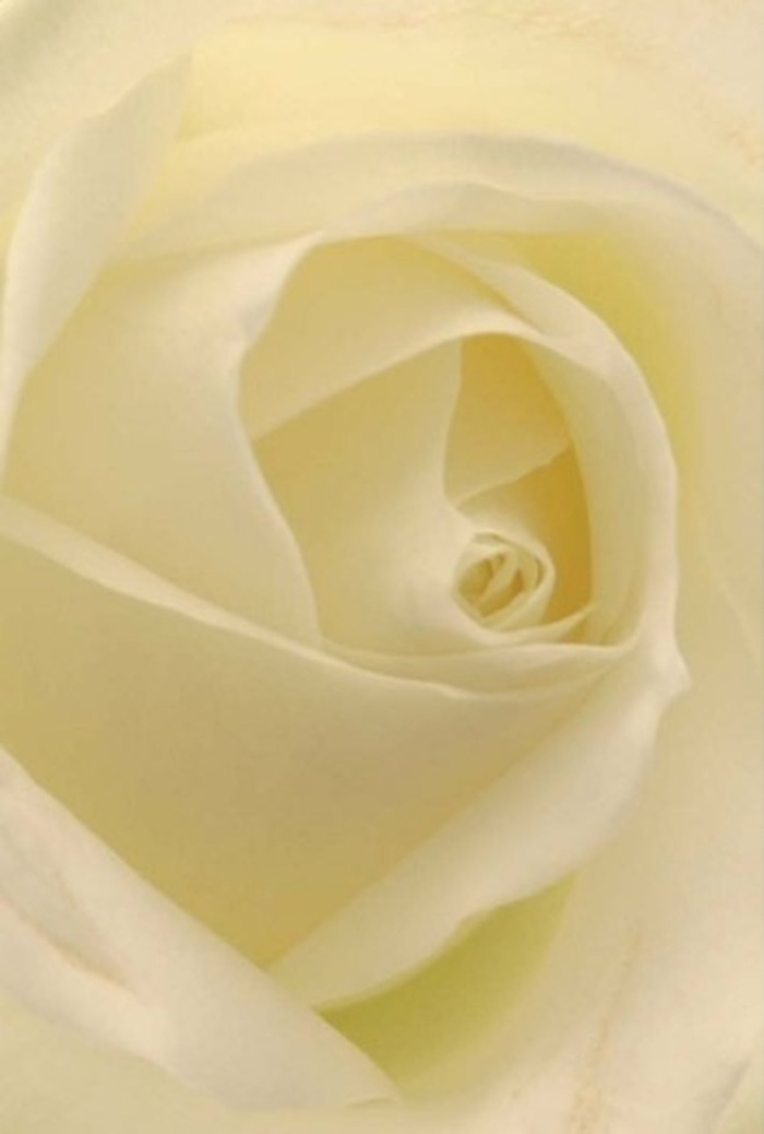 Viewed from just an intimate angle, the soul of a classic white rose is laid bare-its petals softly layered in a blend of pristine whites and the faintest hint of cream. Radiant yet understated, the rose almost seems to glow from within, as if illuminated by the gentle light streaming into a quiet Hitchin home or the peaceful ambiance near St Mary's Church. The spiral at its heart suggests purity, while the subtle gradations in colour and the shifting, serene shadows evoke tranquility, wisdom, and quiet celebration. As a local florist, I see in this rose the ideal choice for heartfelt gestures-a gentle apology, a whisper of romance, or the centrepiece at a joyful wedding unfolding at the Queen Mother Theatre. Each satin-like petal, blooming in harmonious succession, captures the artistry of nature enhanced by skilled hands. The atmosphere is one of immaculate calm and gentle resilience, and even the distant, lingering scent feels as if it's floating lightly through the Market Place on a sun-dappled day. This bloom offers not just visual beauty but emotional resonance, conveying comfort, honor, and sincerity-a true reflection of Hitchin's welcoming spirit and the enduring quality found in every arrangement from Flower Delivery Hitchin.